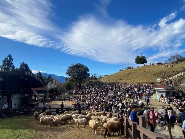 Cingjing Farm｜Paradise in the Clouds × Sheep Shearing Show × Grassland Holiday Under Hehuan Mountain's 1st image