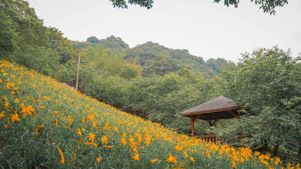 沐心泉休閒農場｜新社山林花園 × 金針花海 × 火金姑奇景的第1張圖片