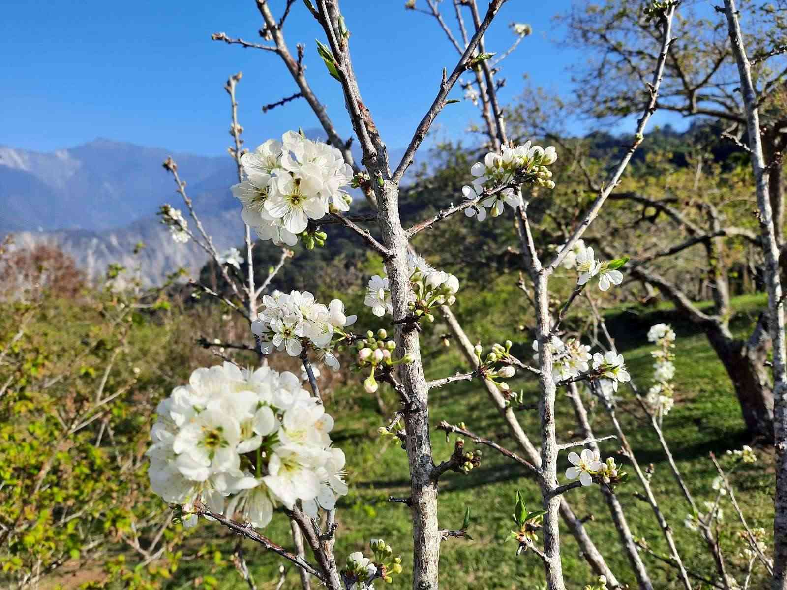 柳家梅園｜日治時期百年梅園 × 牛稠坑賞梅秘境的第1張圖片
